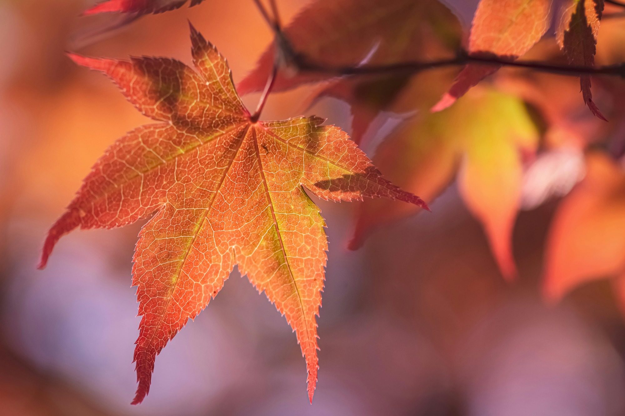 Colorful fall leaves