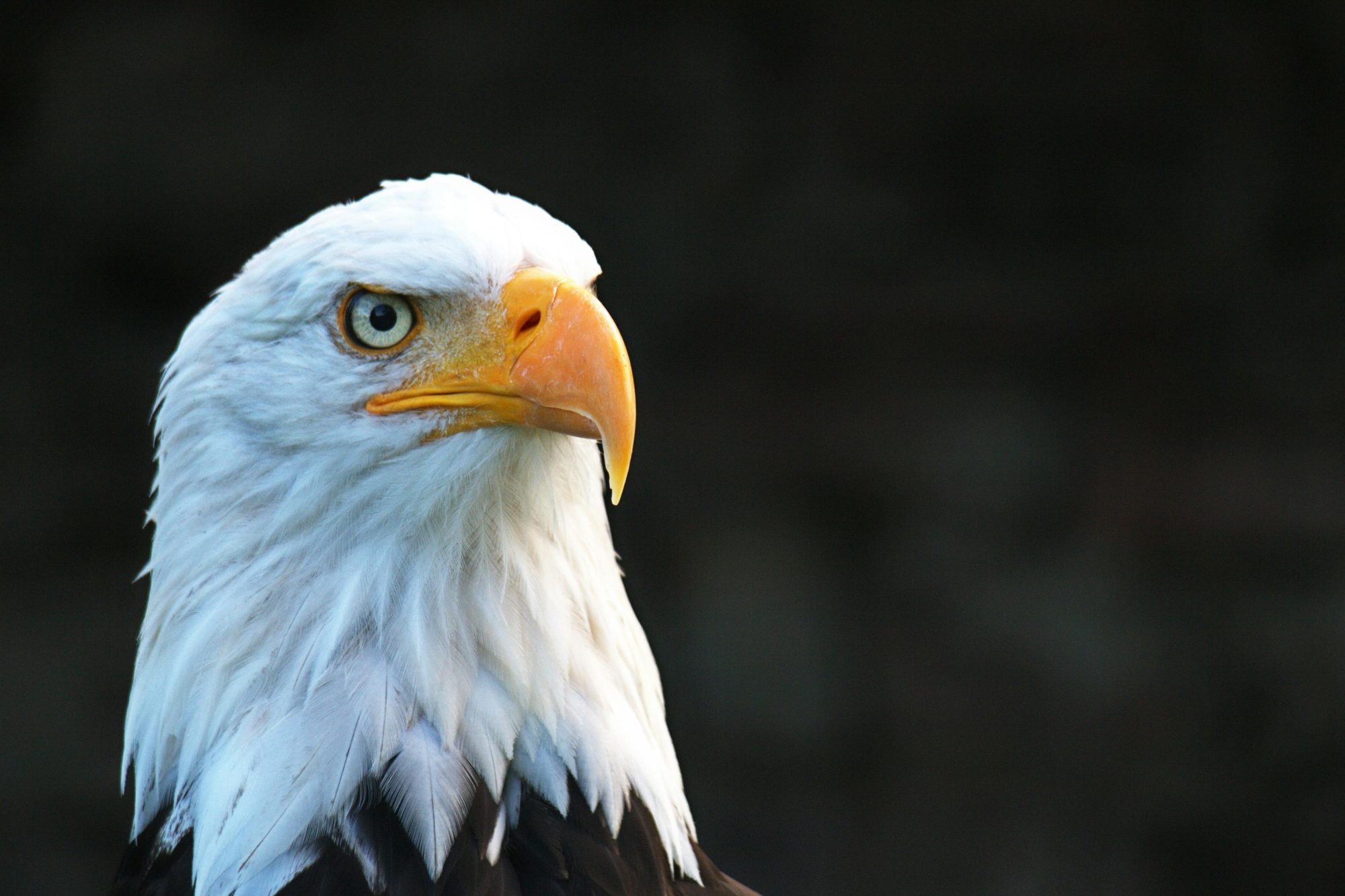 Majestic Bald eagle